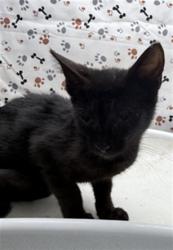 Shelter Stray Female Cat last seen Near BLOCK PERRY ST, PERRIS CA 92570, 6851 Van Buren Boulevard, Jurupa Valley, CA 92509, USA