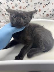 Shelter Stray Female Cat last seen Near BLOCK PERRY ST, PERRIS CA 92570, 6851 Van Buren Boulevard, Jurupa Valley, CA 92509, USA