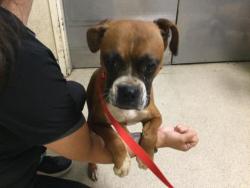 Shelter Stray Female Dog last seen Near BLOCK HASTINGS BLVD, JURUPA VALLEY CA 92509, 6851 Van Buren Boulevard, Jurupa Valley, CA 92509, USA