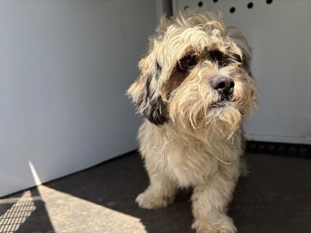 Shelter Stray Female Dog last seen Near BLOCK JOEL DR, JURUPA VALLEY, CA, 6851 Van Buren Boulevard, Jurupa Valley, CA 92509, USA