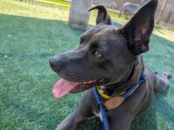 Shelter Stray Female Dog last seen , 3201 Lacy St, Los Angeles, CA 90031, USA