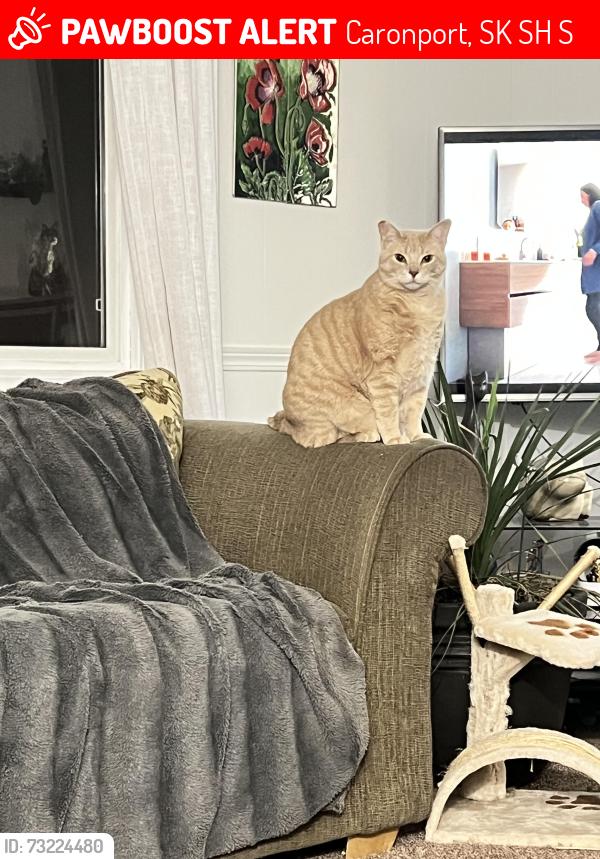 Lost Male Cat last seen Larch Street and Second Avenue, Caronport, SK S0H 0S0