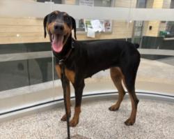 Shelter Stray Female Dog last seen , 3201 Lacy St, Los Angeles, CA 90031, USA