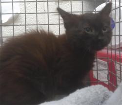 Shelter Stray Male Cat last seen N KENTON AVE & DIVISION ST, 130 Beyer Way, Chula Vista, CA 91911, USA