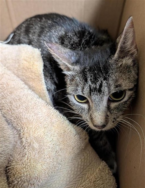 Shelter Stray Female Cat last seen FRONT ST & U ST, 2127 Front St, Sacramento, CA 95818, USA
