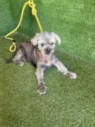Shelter Stray Female Dog last seen , 5210 W Ave I, Lancaster, CA 93536, USA
