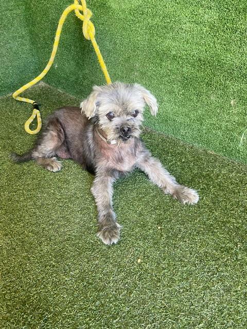 Shelter Stray Female Dog last seen , 5210 W Ave I, Lancaster, CA 93536, USA