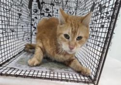 Shelter Stray Male Cat last seen , 957 N Gaffey St, San Pedro, CA 90731, USA