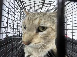 Shelter Stray Male Cat last seen , 957 N Gaffey St, San Pedro, CA 90731, USA