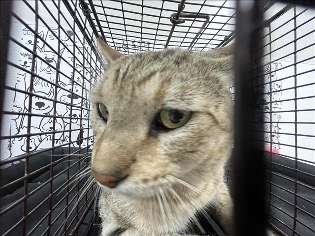Shelter Stray Male Cat last seen , 957 N Gaffey St, San Pedro, CA 90731, USA