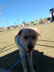 Lost Male Dog last seen Rua salmão 451, Jardim São Carlos, SP 