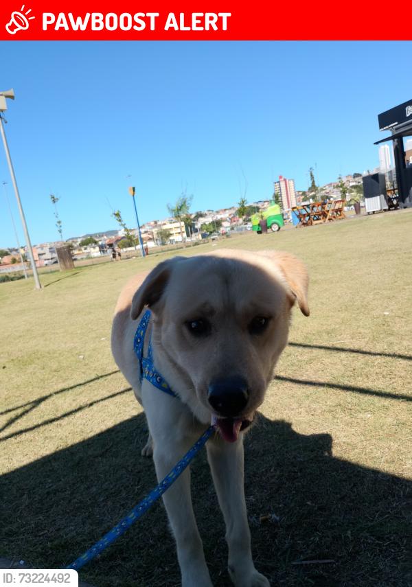 Lost Male Dog last seen Rua salmão 451, Jardim São Carlos, SP 