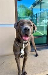 Shelter Stray Female Dog last seen , 38550 Sierra Hwy, Palmdale, CA 93550, USA