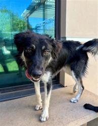 Shelter Stray Female Dog last seen , 38550 Sierra Hwy, Palmdale, CA 93550, USA