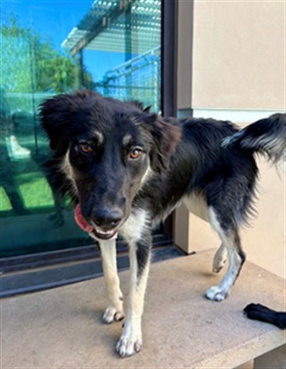 Shelter Stray Female Dog last seen , 38550 Sierra Hwy, Palmdale, CA 93550, USA