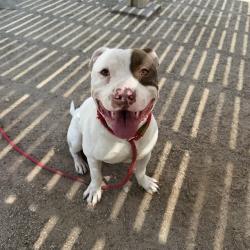 Shelter Stray Male Dog last seen Near BLOCK BOB HOPE DR, RANCHO MIRAGE CA 92270, 72050 Pet Land Pl, Thousand Palms, CA 92276, USA