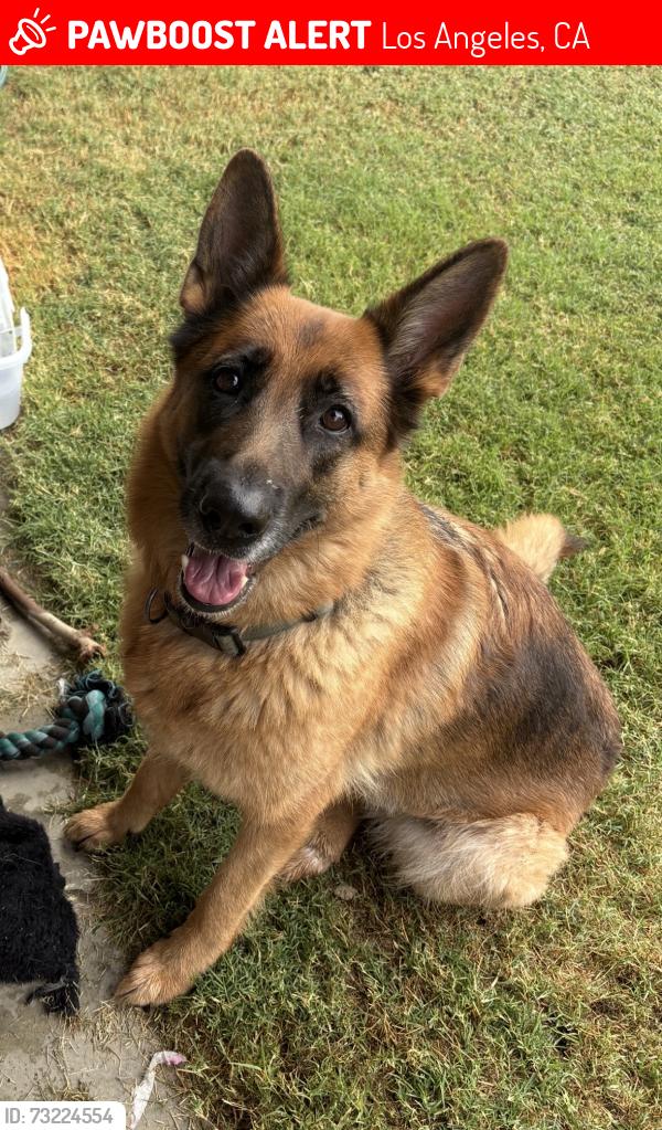 Lost Female Dog last seen Fig and 84th st, Los Angeles, CA 90003