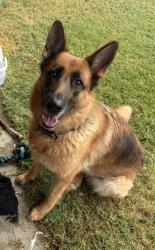 Lost Female Dog last seen Fig and 84th st, Los Angeles, CA 90003