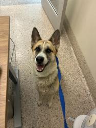 Shelter Stray Female Dog last seen 168TH & MAIN ST, 12155 Park Blvd, Brighton, CO 80601, USA