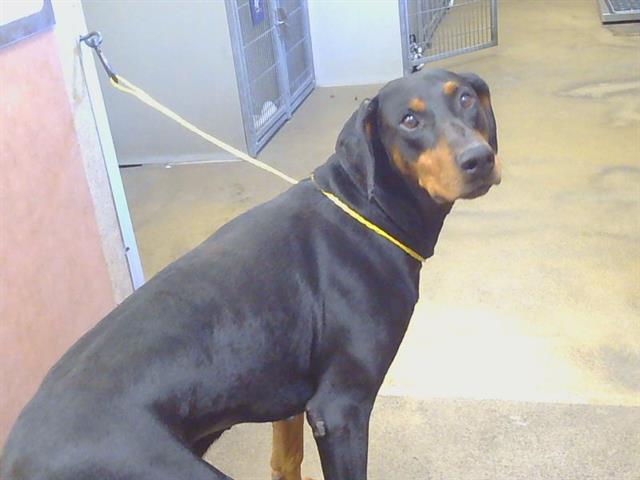 Shelter Stray Male Dog last seen JACKSON RD/SUNRISE BLVD, 95830, 3839 Bradshaw Rd, Sacramento, CA 95827, USA