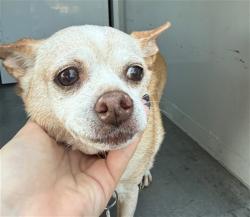 Shelter Stray Male Dog last seen WATT AVE/MARGARET WAY, 95842, 3839 Bradshaw Rd, Sacramento, CA 95827, USA