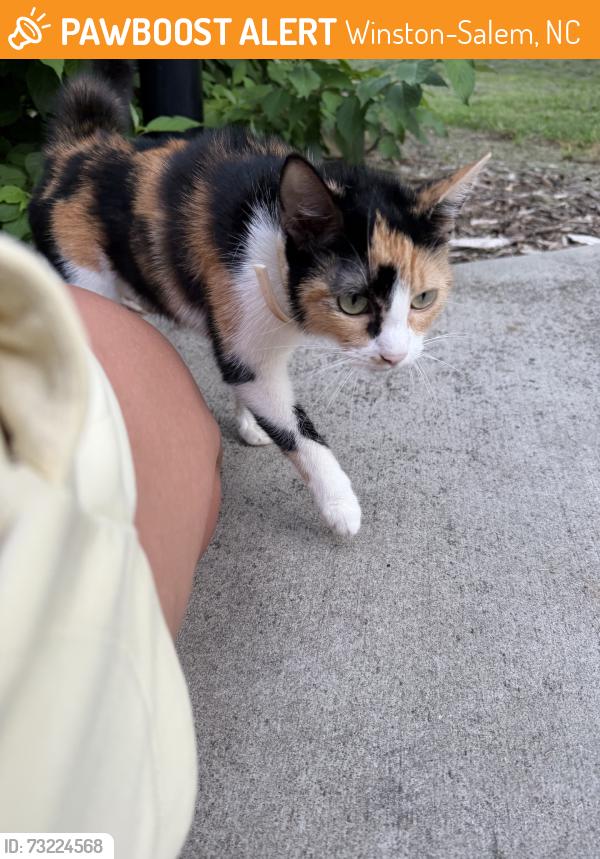 Found/Stray Female Cat last seen Shady bldv, Winston-Salem, NC 27101
