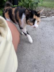 Found/Stray Female Cat last seen Shady bldv, Winston-Salem, NC 27101