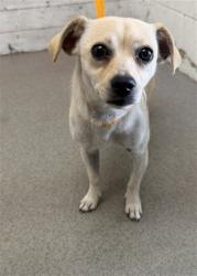 Shelter Stray Female Dog last seen Near BLOCK HOME AVE, 333 Chandler Pl, San Bernardino, CA 92408, USA