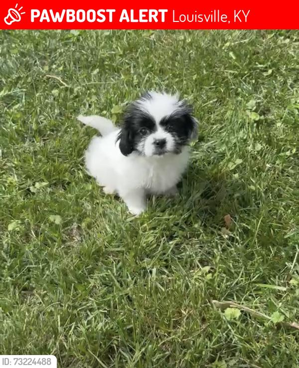 Lost Female Dog last seen Ridgedcrest rd, Louisville, KY 40218