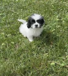 Lost Female Dog last seen Ridgedcrest rd, Louisville, KY 40218