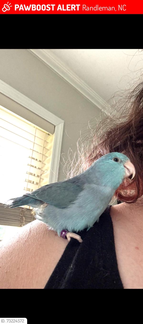 Lost Female Bird last seen Forest Park Dr, Randleman, NC 27317
