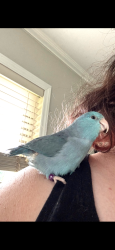 Lost Female Bird last seen Forest Park Dr, Randleman, NC 27317