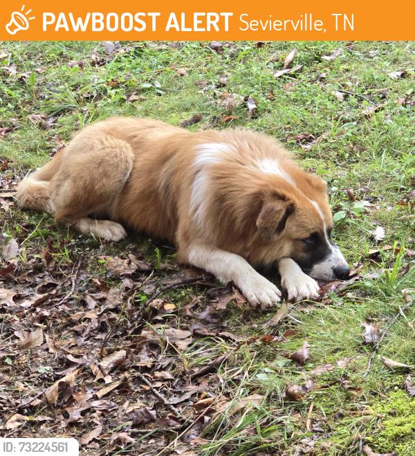 Found/Stray Male Dog last seen Low Sunset Drive & Alpine Drive, Sevierville, TN 37876