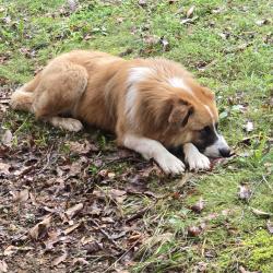 Found/Stray Male Dog last seen Low Sunset Drive & Alpine Drive, Sevierville, TN 37876