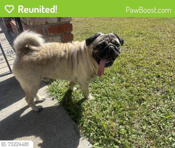 Reunited Male Dog last seen Near Osage Ave, Hayward, CA 94545, USA, Hayward, CA 94545