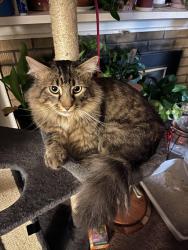 Lost Male Cat last seen 7th Avenue Drive Broomfield Co,, Broomfield, CO 80020
