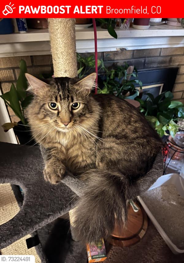 Lost Male Cat last seen 7th Avenue Drive Broomfield Co,, Broomfield, CO 80020