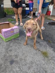 Reunited Male Dog last seen Main, Marshall, Columbus Streets in Archdale, Archdale, NC 27263