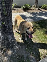 Reunited Male Dog last seen Summit and Pinehurst, Fontana, CA 92336