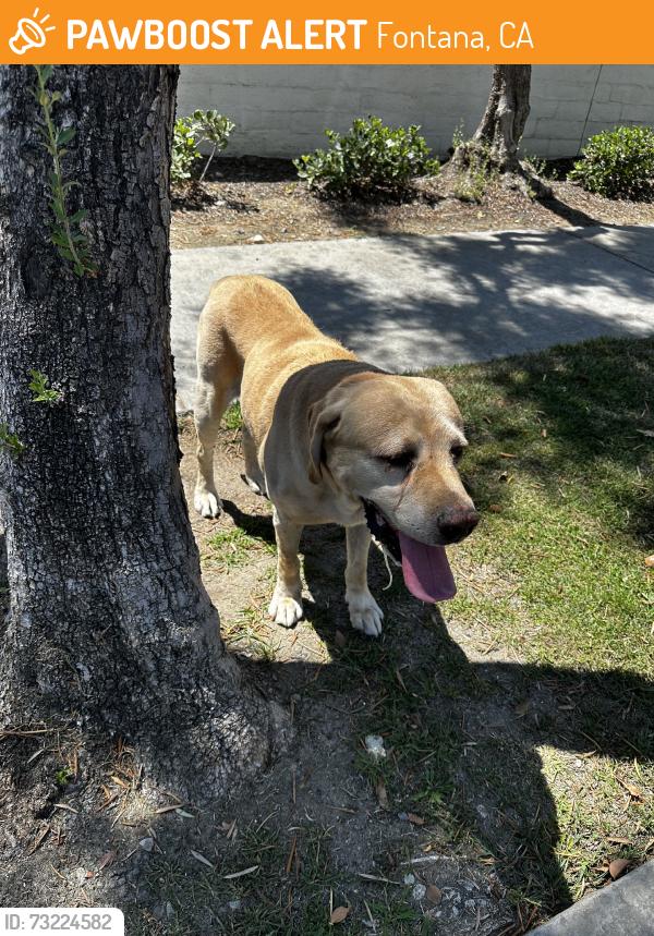 Found/Stray Male Dog last seen Summit and Pinehurst, Fontana, CA 92336