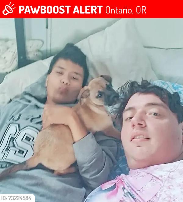 Lost Female Dog last seen Near E Idaho Ave, Ontario, OR 97914, Ontario, OR 97914