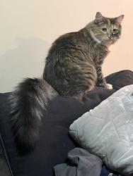Lost Female Cat last seen Hillsborough, Hillsborough, NB 