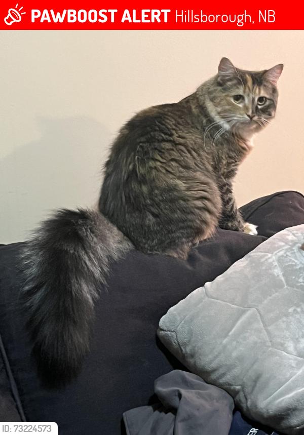 Lost Female Cat last seen Hillsborough, Hillsborough, NB 