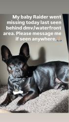Reunited Male Dog last seen W Weber Ave, Stockton, CA, USA, Stockton, CA 95202