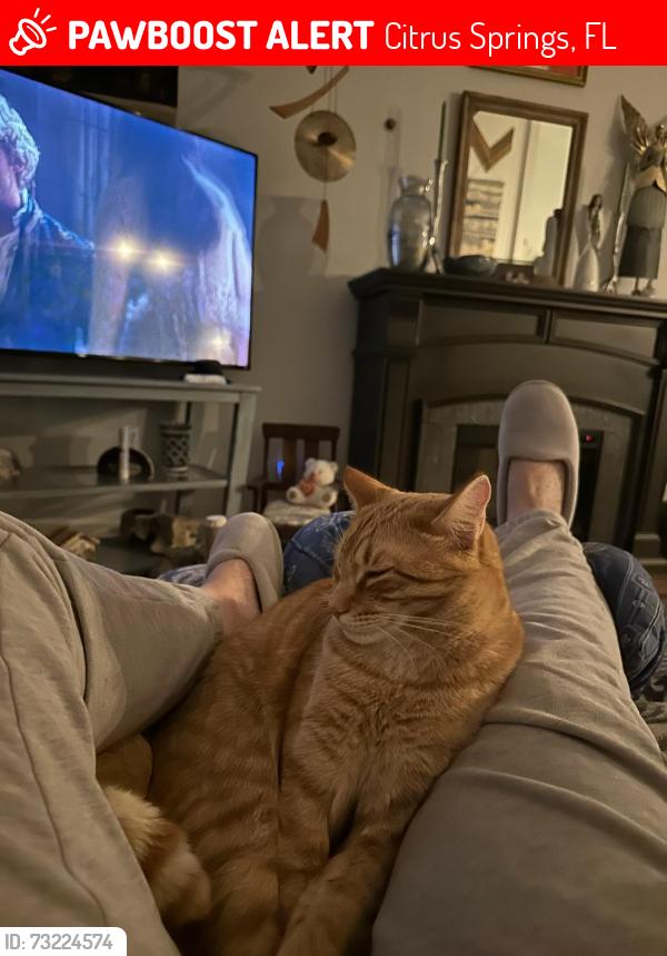 Lost Male Cat last seen N tranquil & w viscaya citrus springs, Citrus Springs, FL 34433