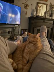 Lost Male Cat last seen N tranquil & w viscaya citrus springs, Citrus Springs, FL 34433