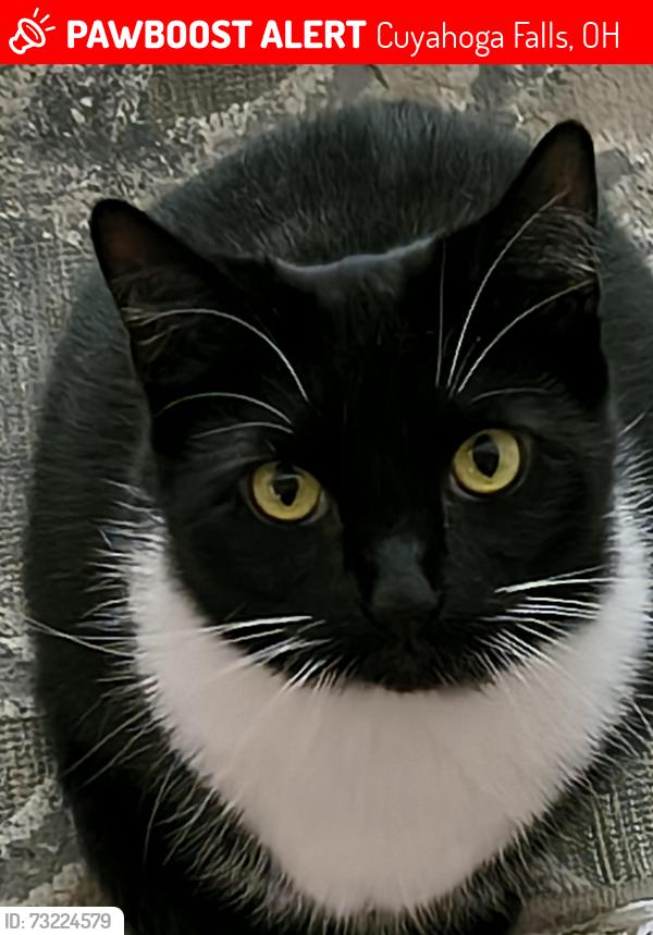 Lost Male Cat last seen Near Grant Avenue, Cuyahoga Falls, OH 44221