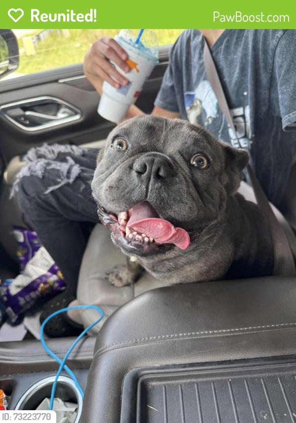Reunited Male Dog last seen Near Southlea dr, Winterville, NC 28590