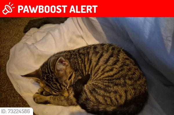 Lost Unknown Cat last seen Church, Kennford, England EX6 7TJ