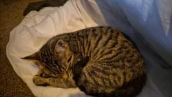 Lost Unknown Cat last seen Church, Kennford, England EX6 7TJ